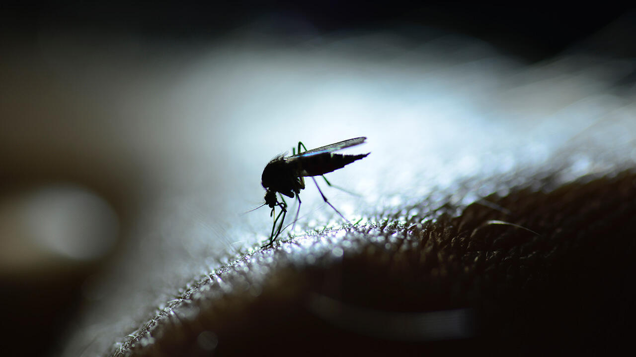 In Africa, malaria transmission may decline due to climate change