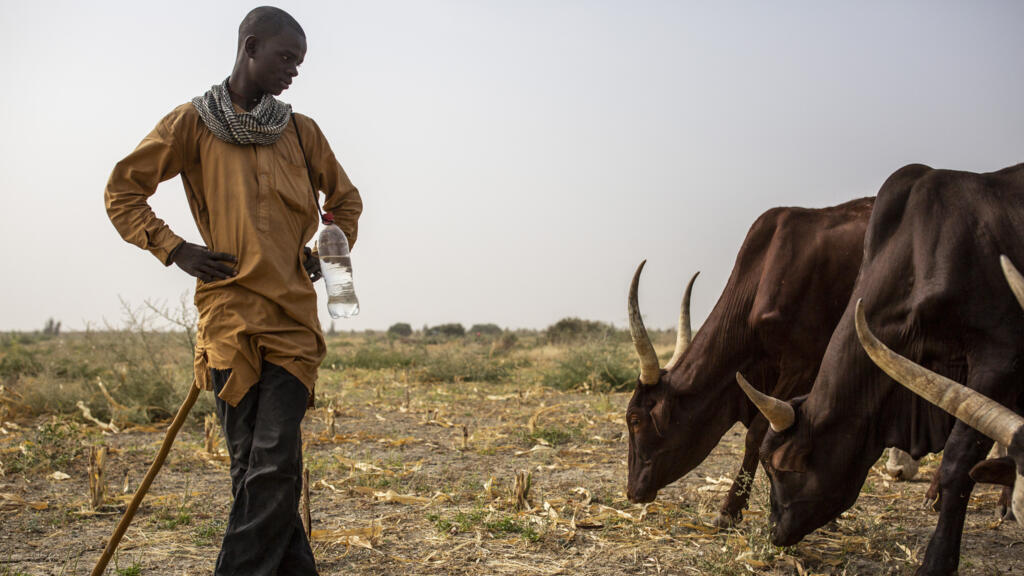 Un éleveur près de Gazawa, le 7 mars 2020, dans le nord du Cameroun. (Image d'illustration)