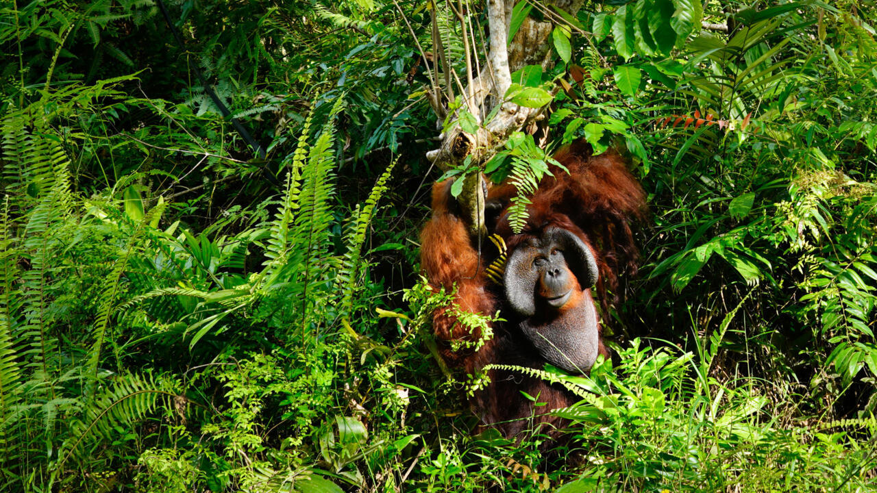 Importaciones europeas de madera impulsan la deforestación en Borneo, dicen ONG – RFI