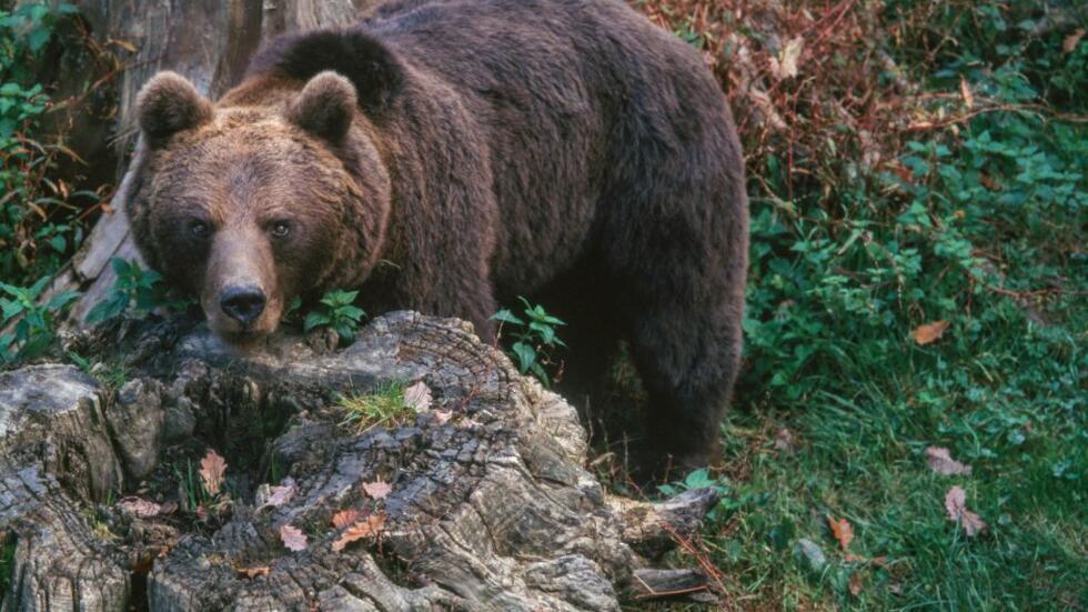 Farmers protest as France releases more bears in the Pyrenees