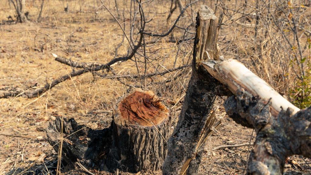 Afrique de l'Ouest: la déforestation menace l'accès à l'eau, indique un rapport