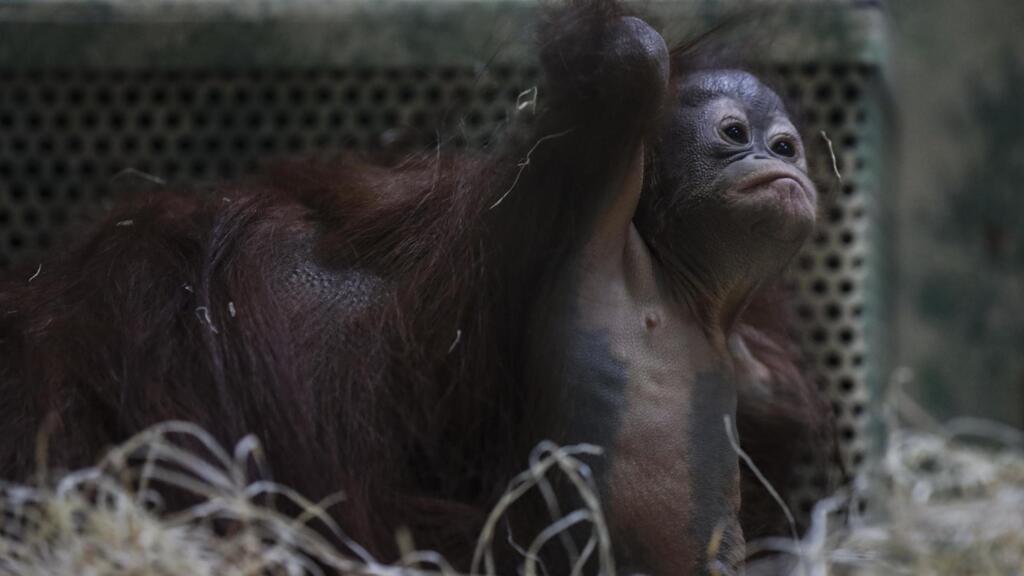 Chez les primates, un certain ennui s'est installé chez les orang-outans, il faut les occuper. Java, le bébé orang-outan né en 2019 à la ménagerie du Jardin des plantes. (Image d'illlustration)