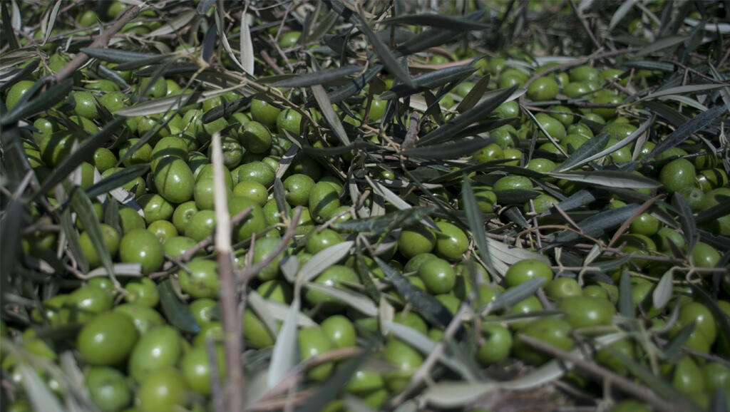 Olives, La Roda de Andalucía (commune située dans la province de Séville de la communauté autonome d'Andalousie en Espagne).