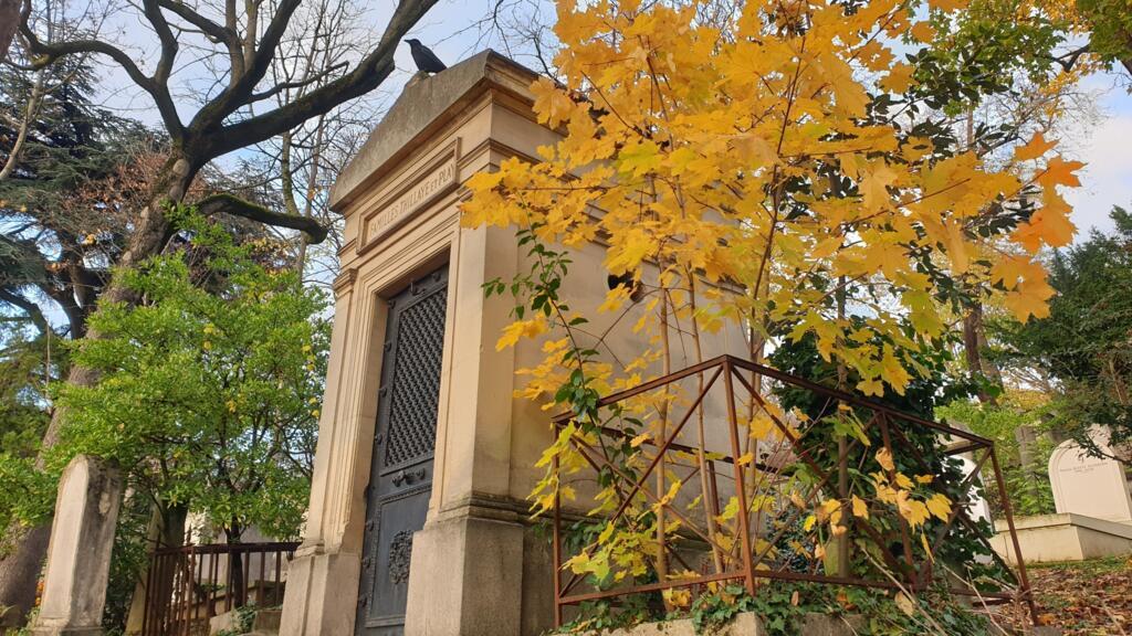 Sous le regard d'une corneille, un érable pousse sur une vieille tombe du Père-Lachaise.