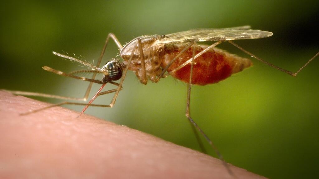 Des moustiques découverts pour la première fois en Islande