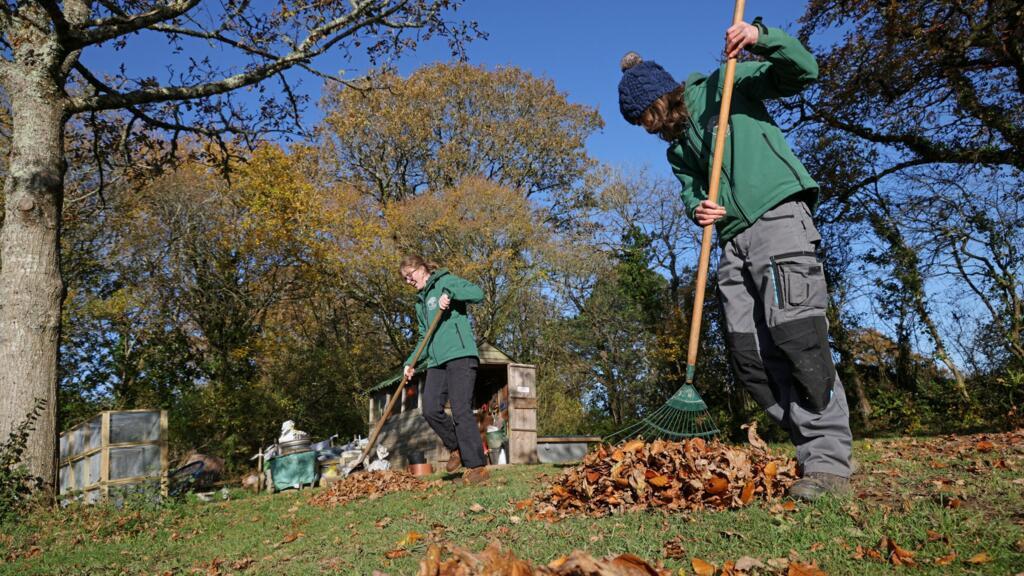 Des horticulteurs ratissent des feuilles pour les transformer en compost, à la pépinière Moor Trees, près de Totnes, dans le Devon. (Image d'illustration)