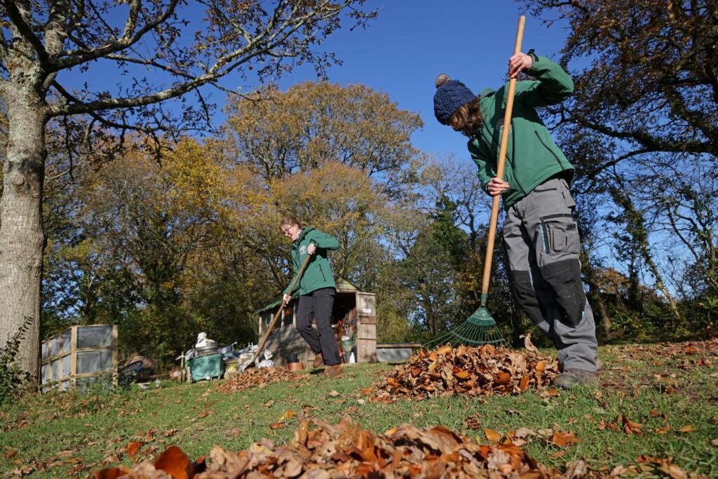 Des horticulteurs ratissent des feuilles pour les transformer en compost, à la pépinière Moor Trees, près de Totnes, dans le Devon. (Image d'illustration)