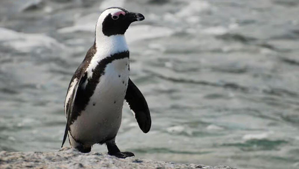 Un manchot du Cap à Boulders Beach en Afrique du Sud.