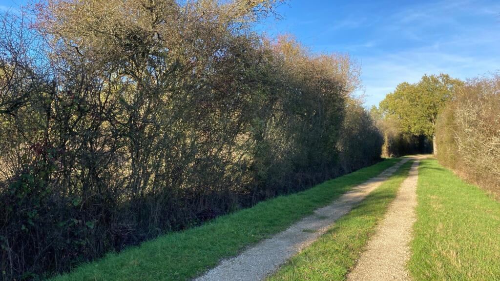 Sur le domaine de Saint-Benoît au sud-ouest de Paris, l’Office français de la biodiversité a développé 15km de haies exemplaires pour en démontrer tous les bénéfices écologiques.