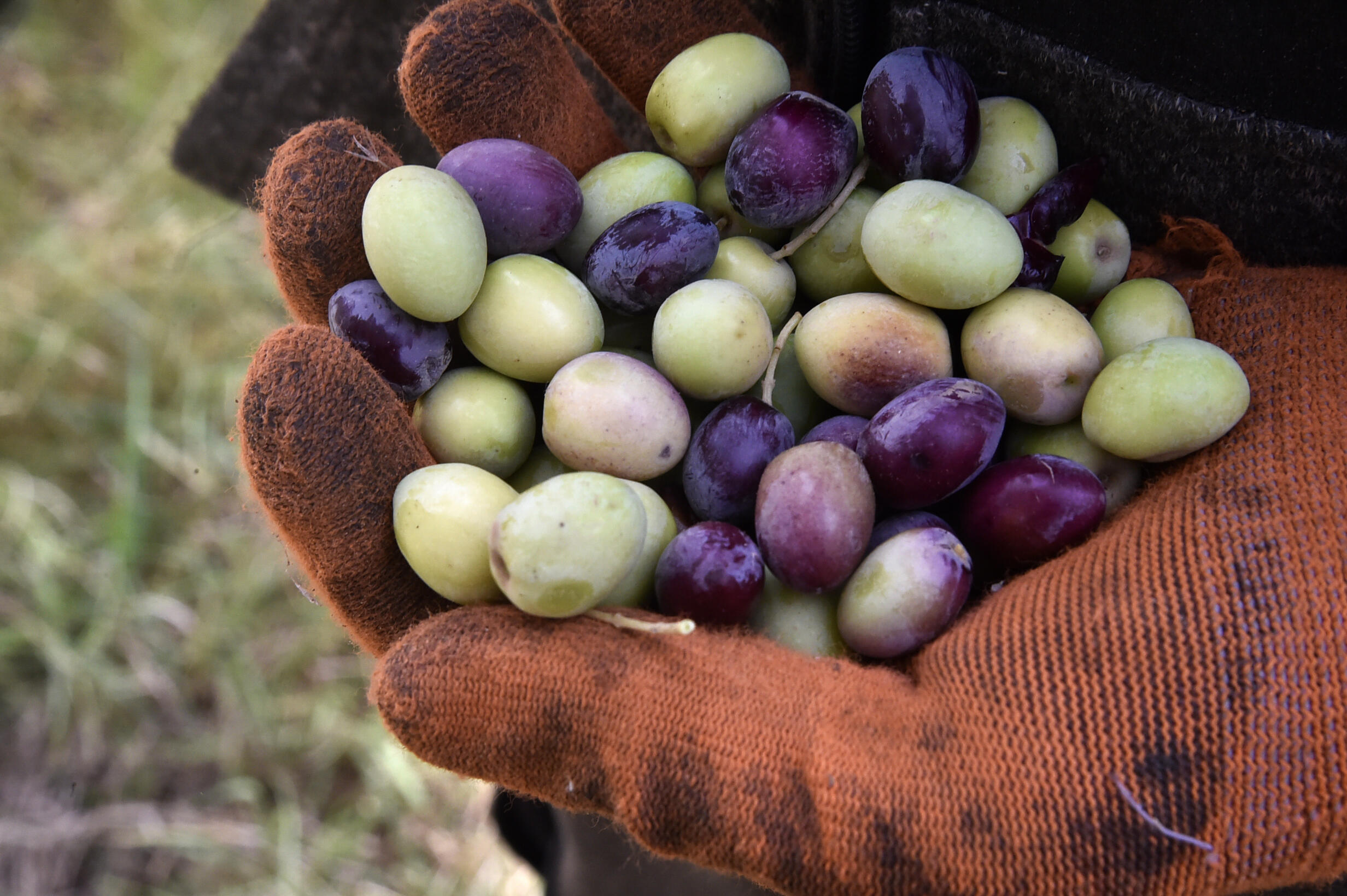 Algerian farmer’s olive oil wins global recognition