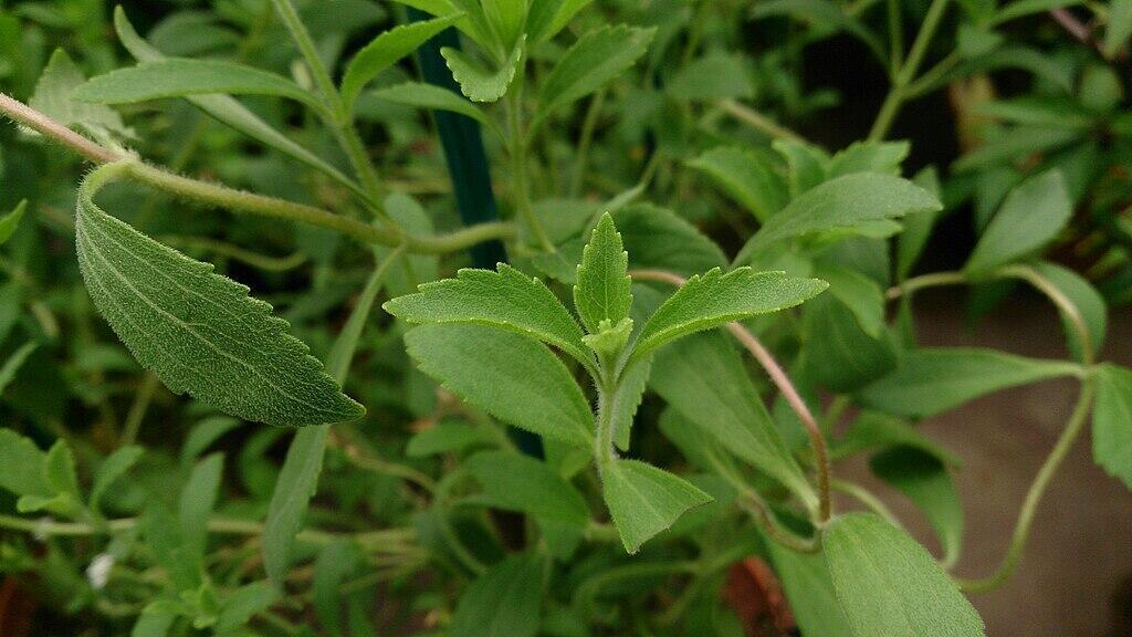 Le stevia, plante édulcorante, est un cas emblématique de biopiraterie.