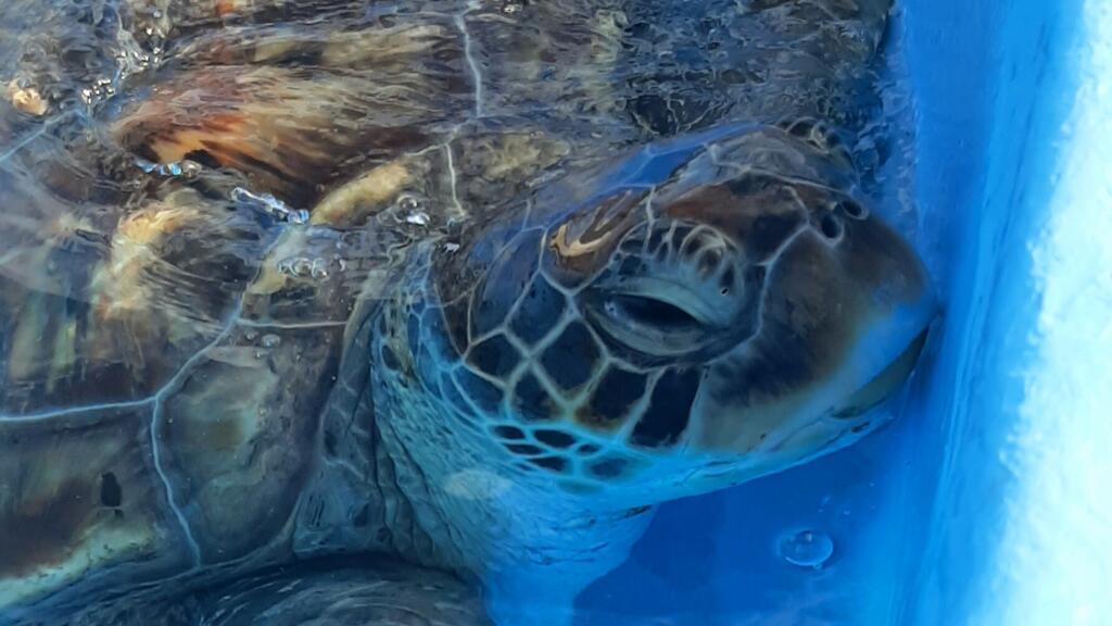 Une tortue en convalescence dans le centre de soins Kelonia avant de repartir à l'océan.