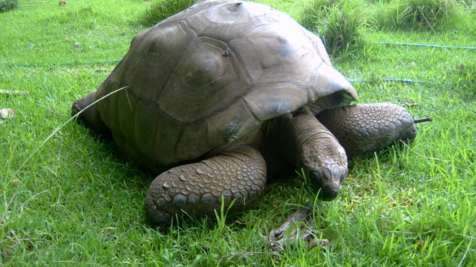 SainteHélène Jonathan, la tortue la plus vieille du monde Reportage