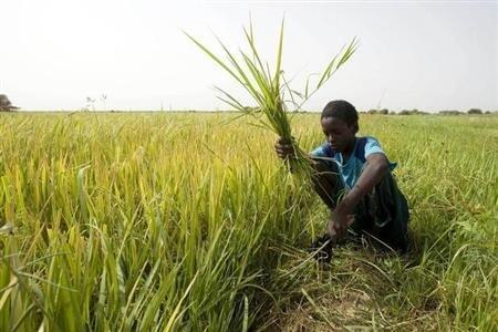 Un jeune Sénégalais dans une rizière de la région de Richard Toll (photo d'illustration).