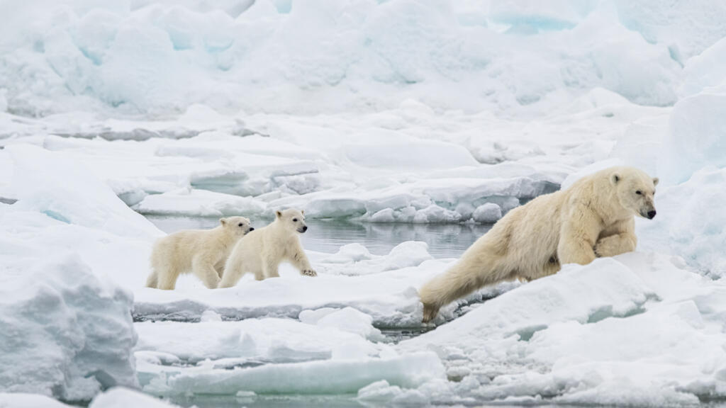 Ours polaires, Arctique.