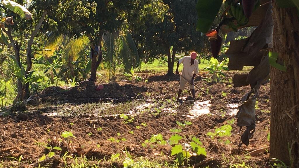 En Haïti, le mouvement de contestation «pays lock», (pays bloqué) a durement touché les campagnes: les paysans ne pouvaient acheminer leurs productions vers les centres urbains en raison des blocages (dans la région de Papaye, département du Centre).