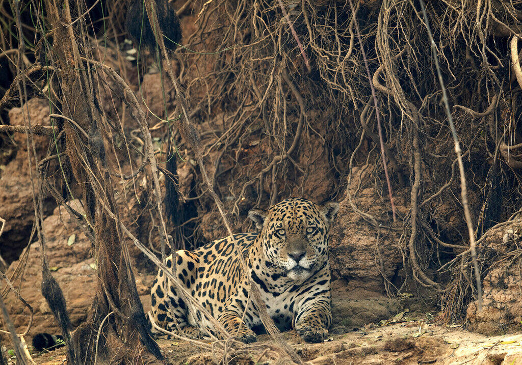 Uma onça-pintada perto de uma área queimada por incêndios florestais no Parque Encontro das Águas no Pantanal, próximo a Pocone, MT. 