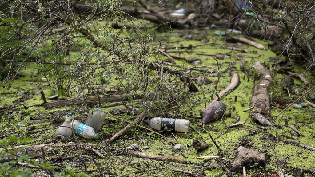 Nocives aux humains, les microplastiques peuvent l'être également pour les plantes, soupçonnent les chercheurs. Ici, des bouteilles en plastique contre des arbres tombés dans la rivière Tisza près de Tiszaroff, en Hongrie, le 1er août 2023.