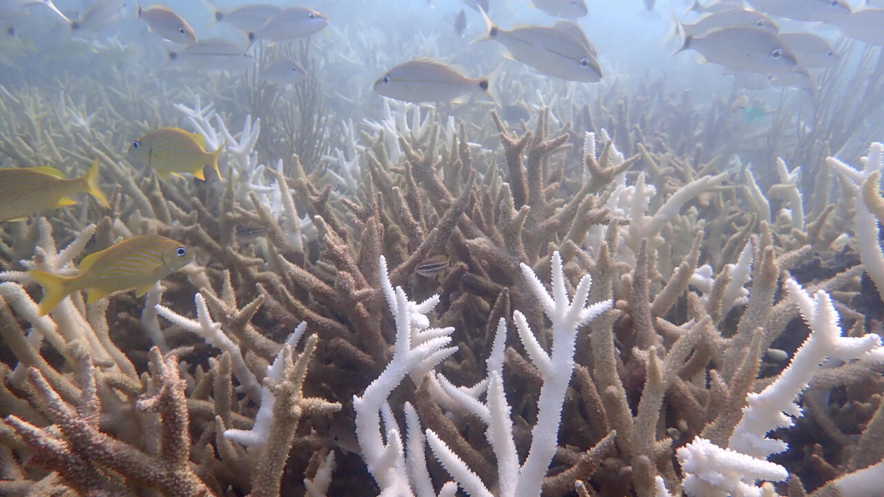 Ola de calor deja “funcionalmente extintas” a dos especies de coral en EEUU – RFI