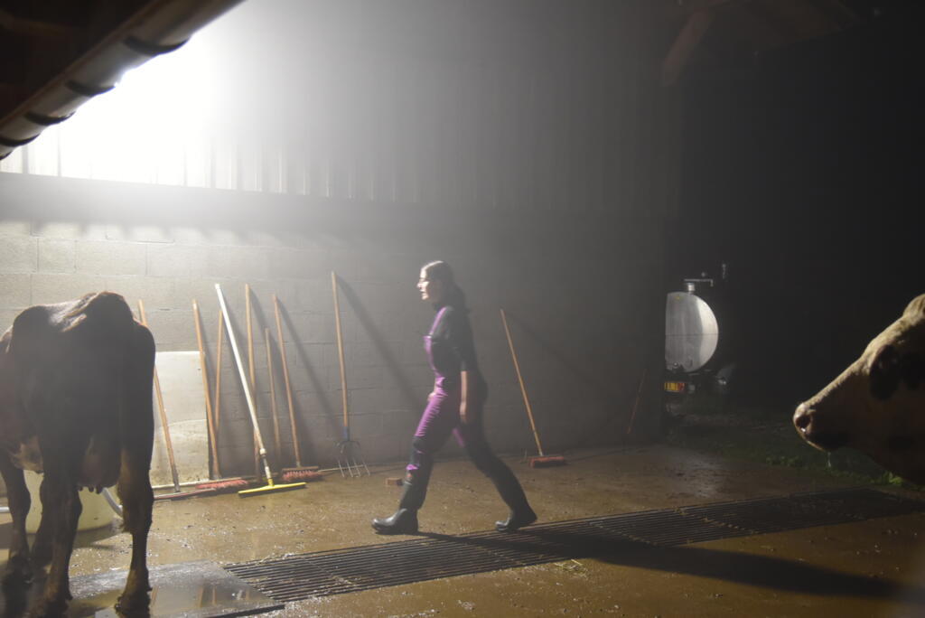 Dans le brouillard matinal, Elise tente de ramener les vaches dans l'écurie.