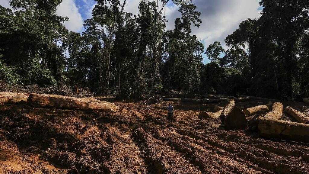 Des arbres abattus alignés dans une cour de débardage près du parc national de Campo Ma'an au Cameroun, le 9 octobre 2022.