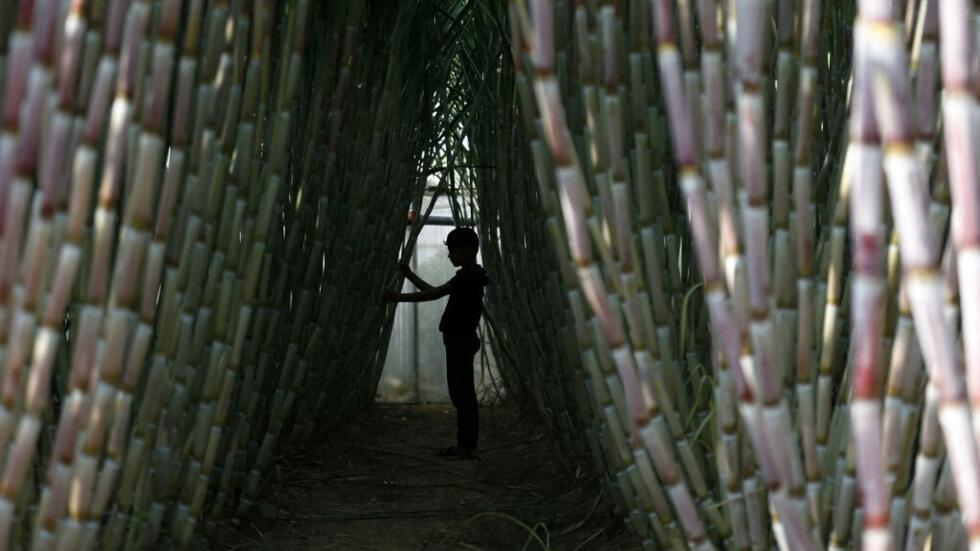 Mfanyakazi wa Kipalestina akiangalia ukuaji wa mabua kwenye shamba la miwa kusini mwa Ukanda wa Gaza, Oktoba 19, 2020.