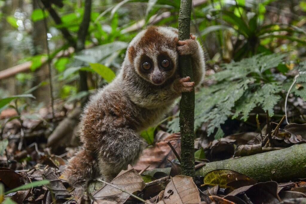 Un loris, le seul singe venimeux de la planète.