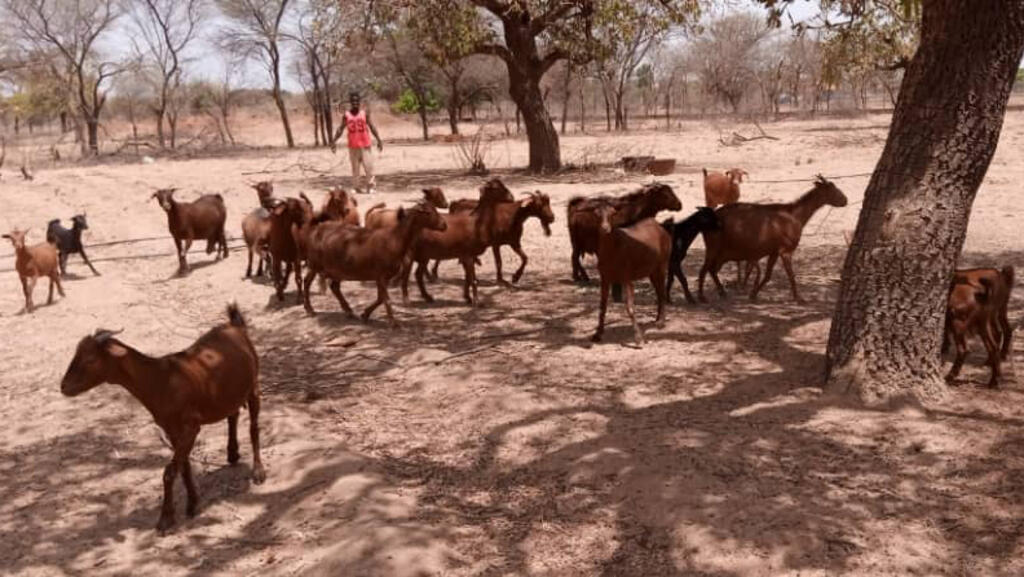 Élevage de chèvres rousses du Sahel.