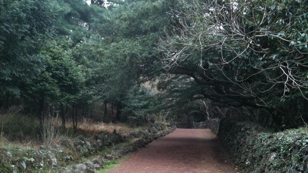 Corée du Sud: «Renforcer le système immunitaire et stimuler l'esprit» par la thérapie forestière