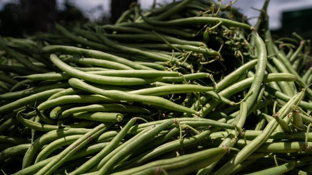 L'Union européenne continue d'exporter des pesticides interdits sur son territoire vers l'Afrique