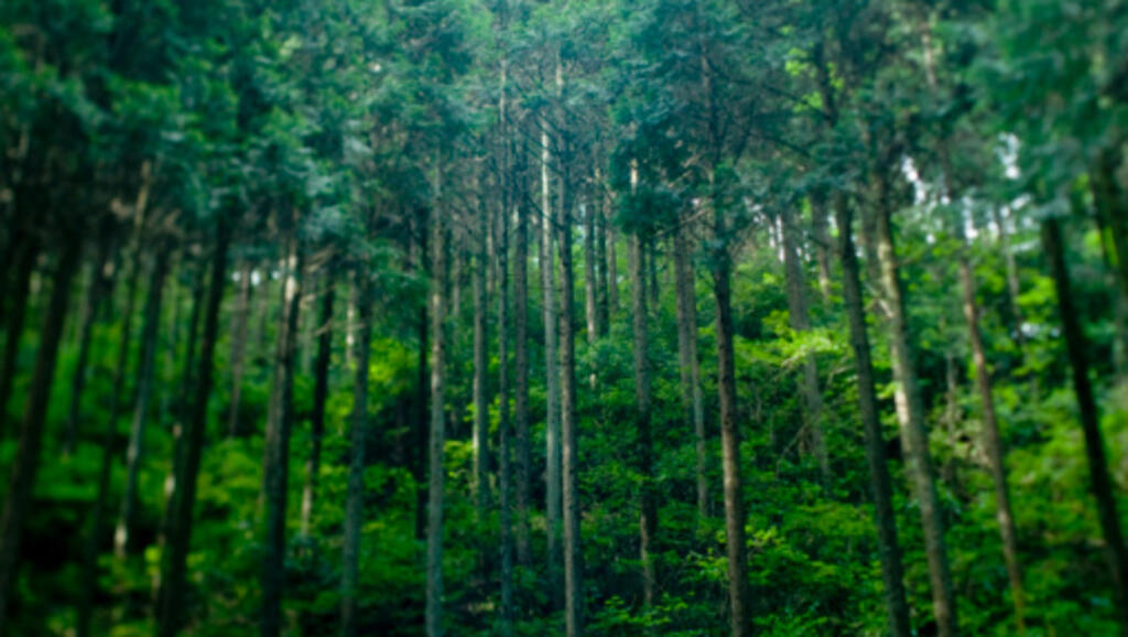 Le culte de la nature voit le jour avec la Révolution. Et l'arbre en est le symbole. (Image d'illustration)