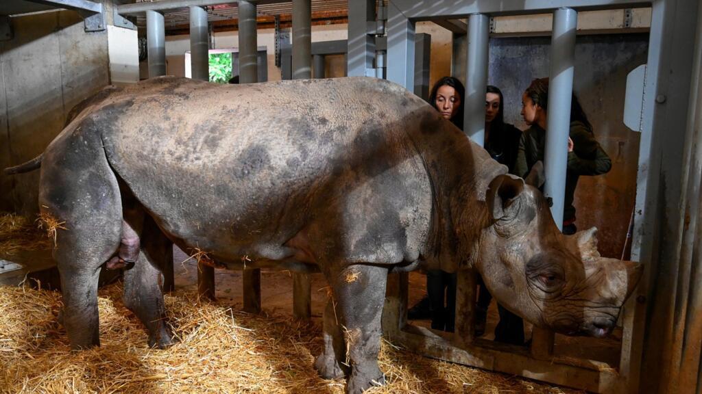 Um rinoceronte negro de 28 anos no Zoológico de Pont-Scorff, no oeste da França, em 27 de dezembro de 2019.