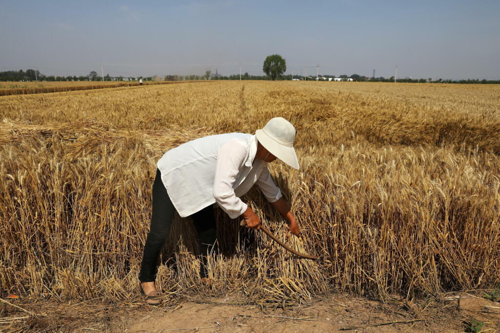 2021-07-05T090710Z_343059752_RC21YN9ZAOMC_RTRMADP_3_CHINA-AGRICULTURE