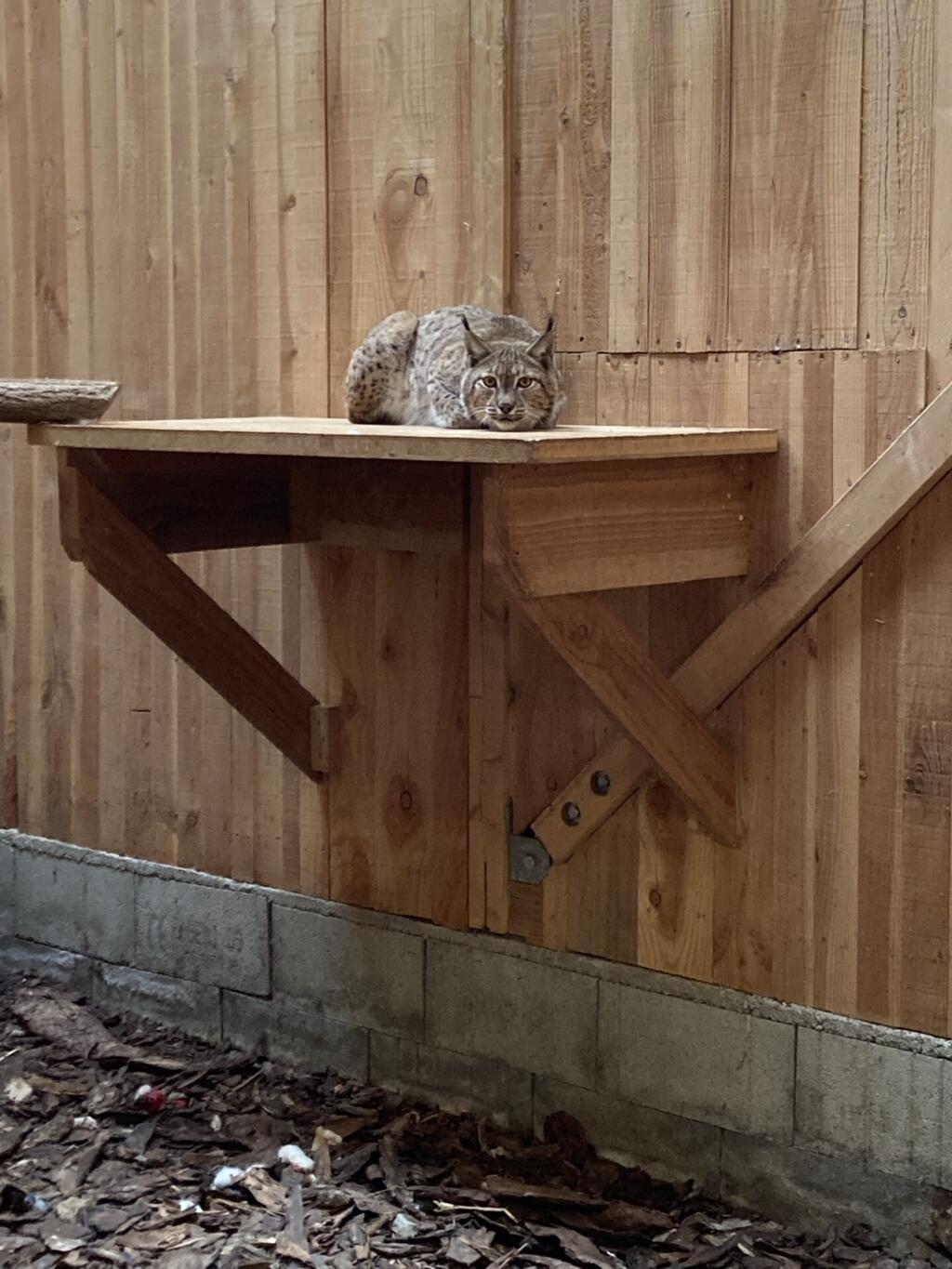 Evalude, une femelle lynx blessée à la patte par un chasseur est soignée au Centre Athénas dans le Jura, mars 2024