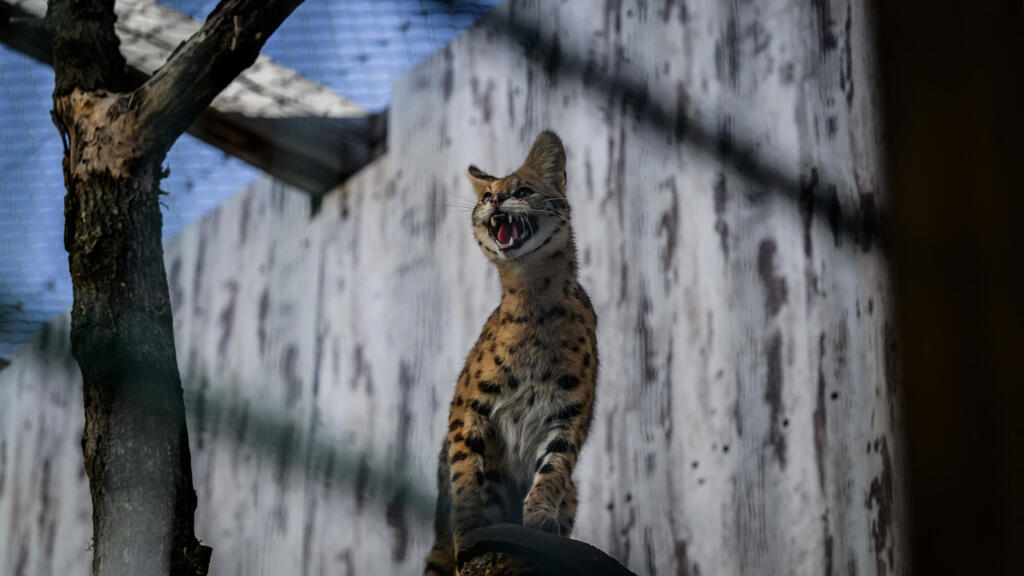 Un serval au zoo de Saint-Martin-La-Plaine en France, mars 2024.