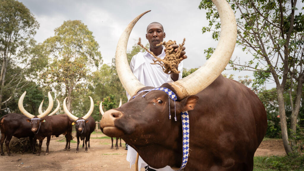 Un vacher du musée du Palais Royal de Rukali, à Nyanza, récite de la poésie pastorale au milieu de vaches Inyambo.