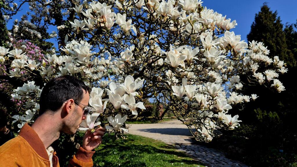 Giulio Giorgi, l'auteur de «Botanique olfactive», respire une fleur de magnolia.