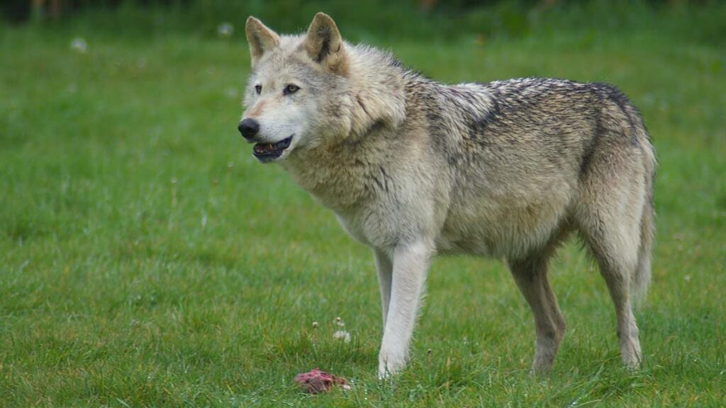 La forme la plus commune du loup gris.