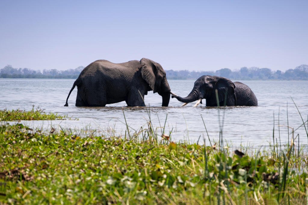Des éléphants se baignant dans la rivière Shire, une grande rivière d’Afrique australe, un affluent du fleuve Zambèze et un courant de débordement du lac Malawi.