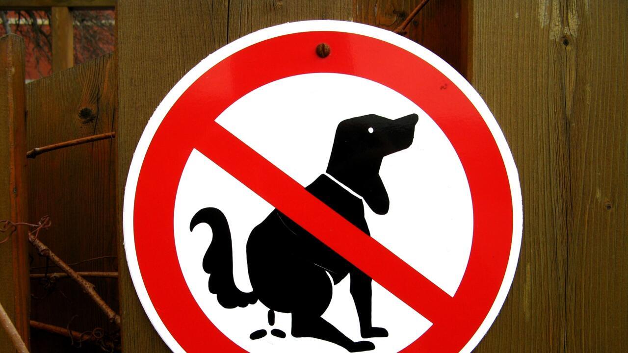 Собаки везде гадят. Табличка собакам не гадить. Собаки везде гадят. Собаки везде гадят. Писающая собачка.