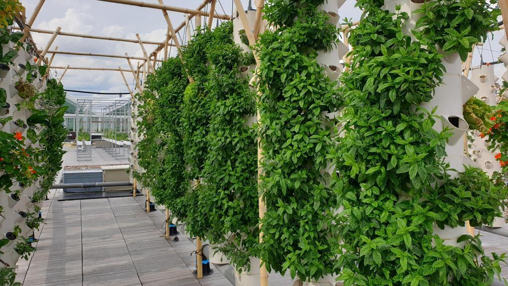 De la menthe cultivée selon la technique de l'aéroponie: 90% de l'eau est réutilisée.
