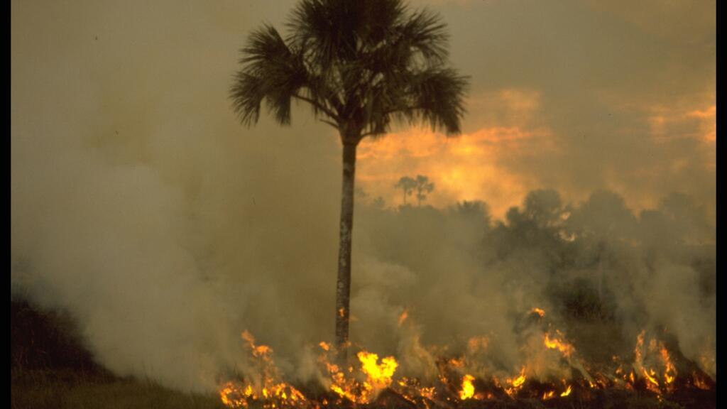 Queimadas (Incendies), Brésil, circ. 1980. Collection Association des Amis de Frans Krajcberg, Paris