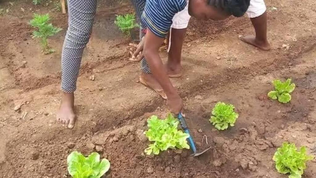 Agriculture urbaine, indispensable aux populations des villes.