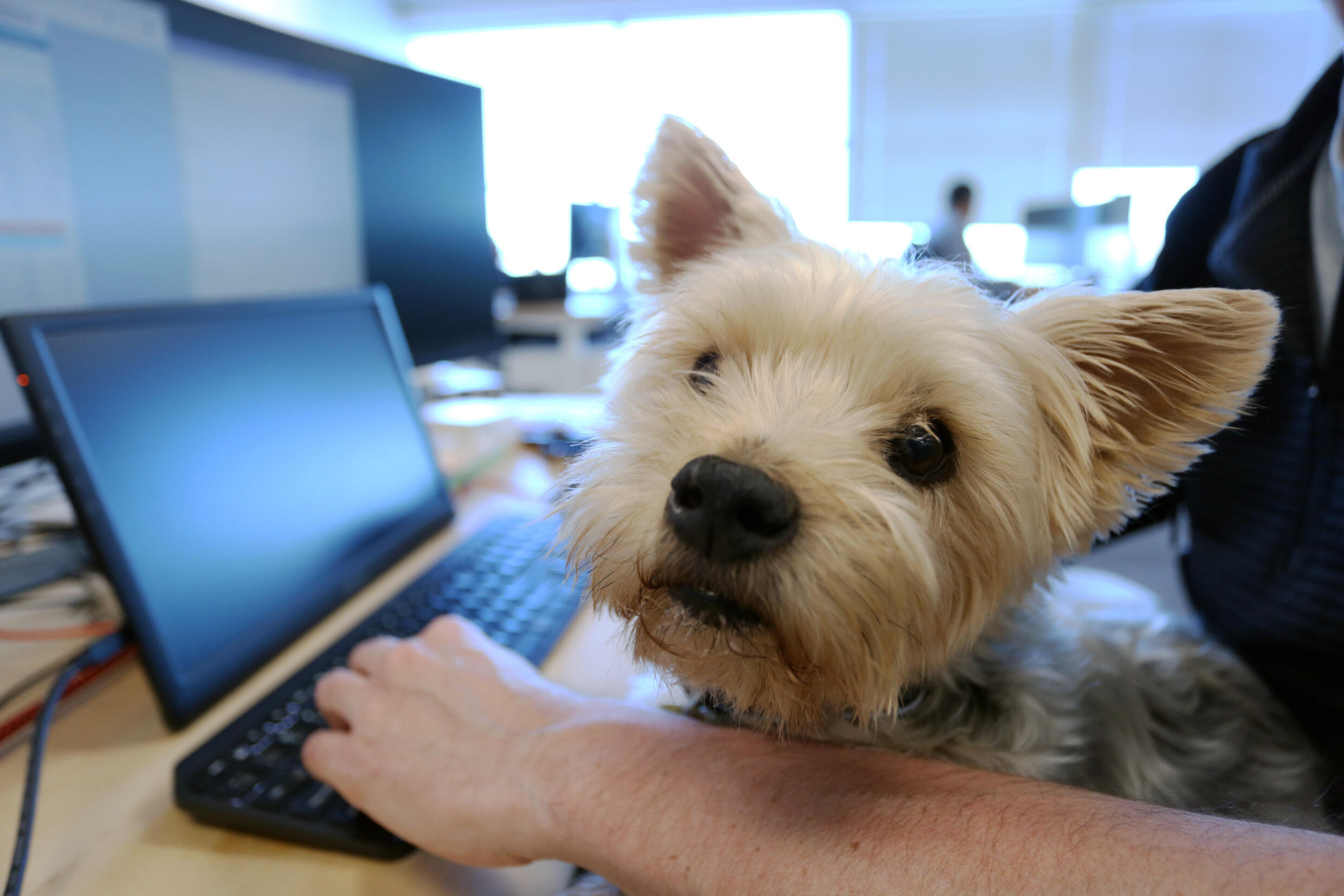 Samson, a Yorkshire Terrier, sits on the lap of his owner, Trevor Watt, at Santos Bird in Ottawa, Canada on May 5, 2022.