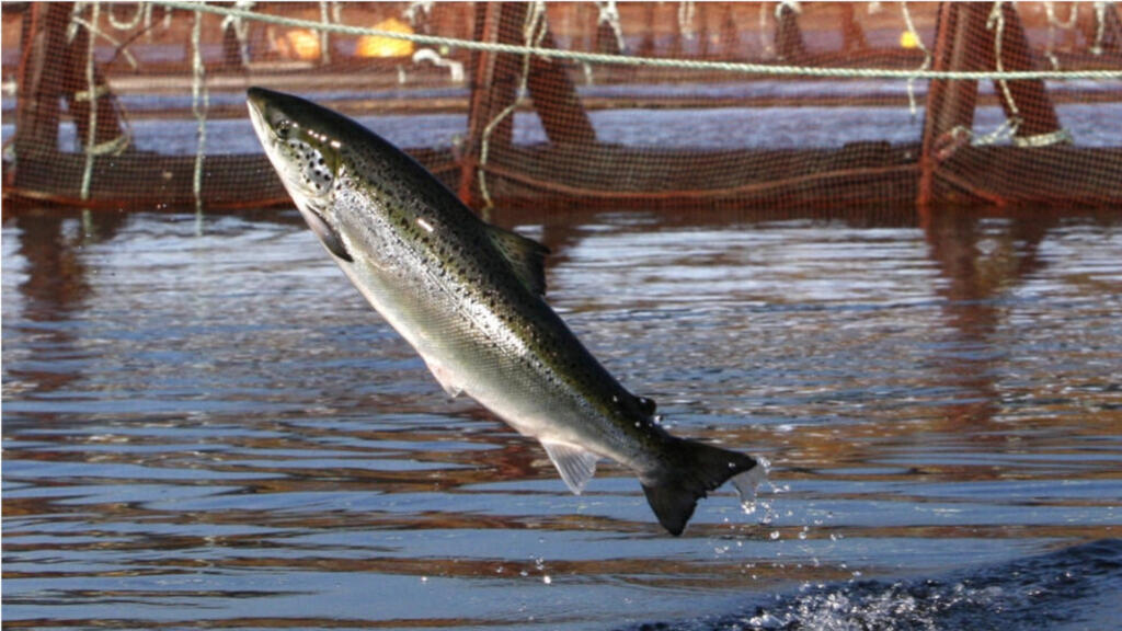 Un saumon atlantique dans un élevage piscicole au large du Maine aux États-Unis en 2008.