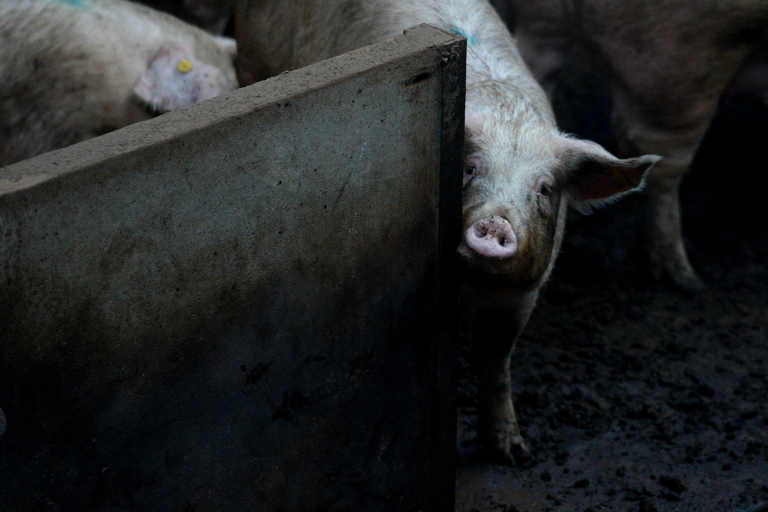 España es el mayor consumidor de carne de Europa