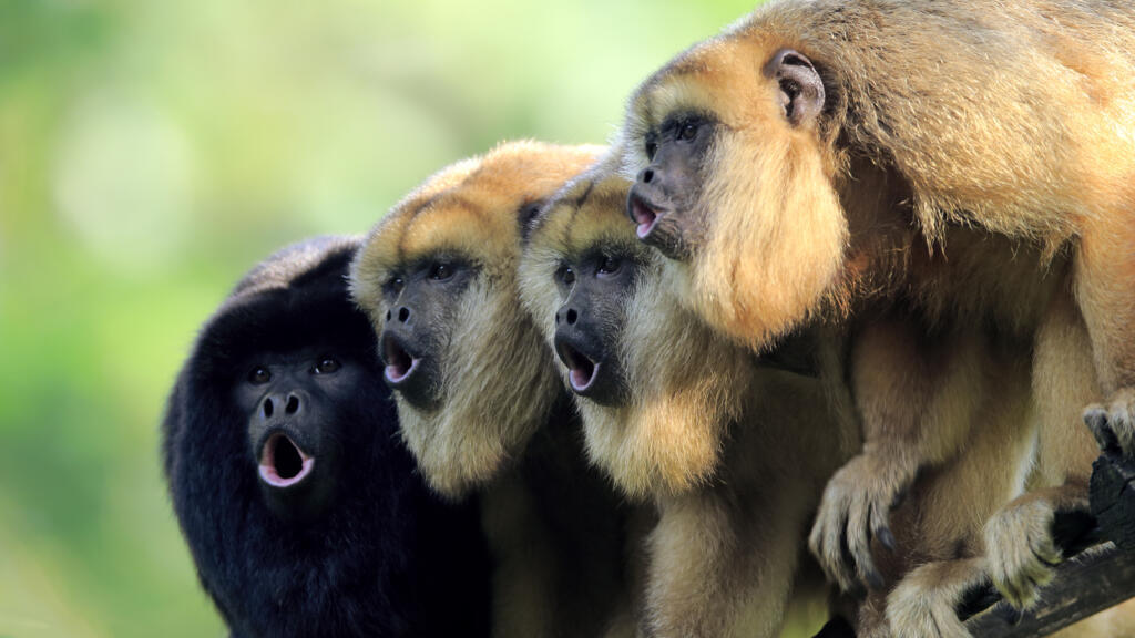 Un groupe de singes hurleurs, nommés ainsi pour les cris impressionnants qu'ils poussent pour délimiter  leur territoire. (Image d'illustration)