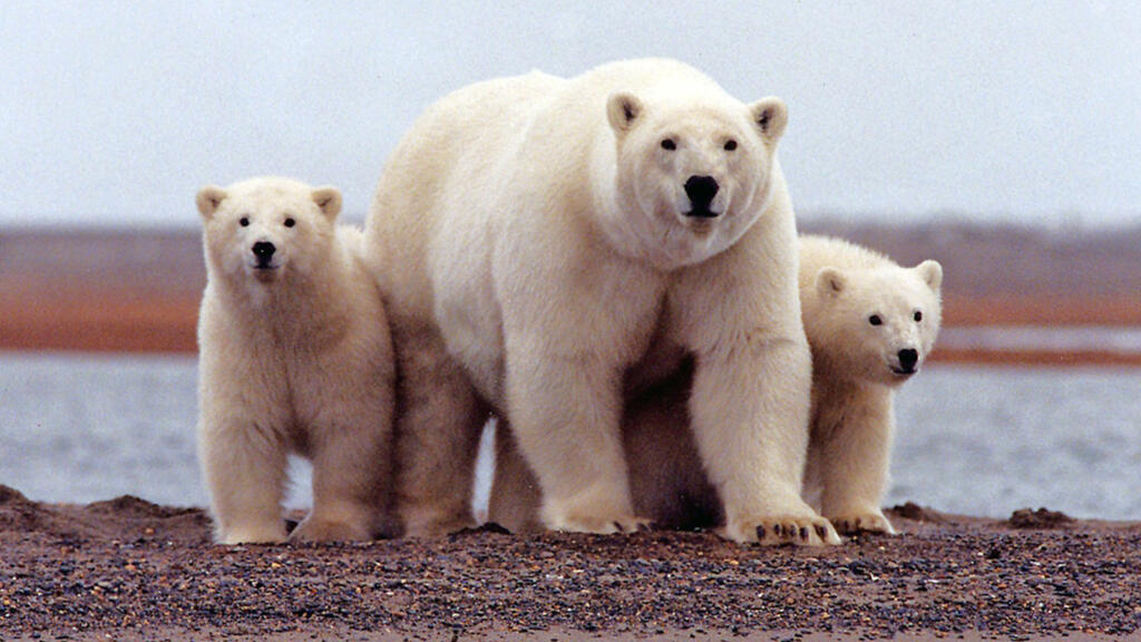 Les ours polaires sont victimes du réchauffement global, et la fonte des glaces dans l'Arctique les force à passer plus de temps à la recherche de nourriture.