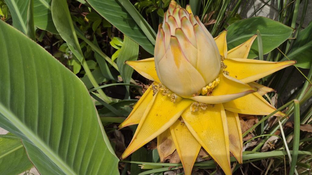 Une fleur de bananier nain (ou lotus d'or chinois). Avant de mourir, la plante a pris soin de produire tout autour des rejets.