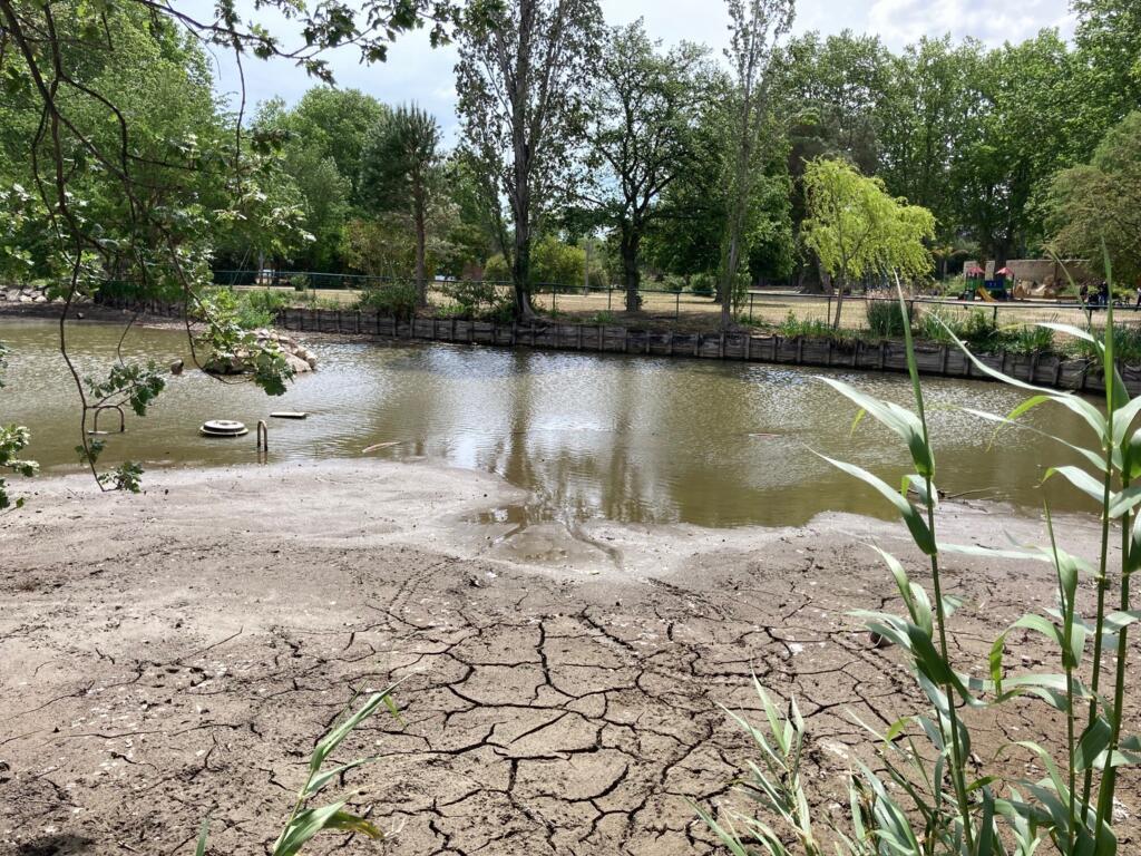 Dans l’étang du parc de Clairfont à Toulouges (Pyrénées-Orientales), il manque déjà plus d'un mètre d'eau à cause de la sécheresse.